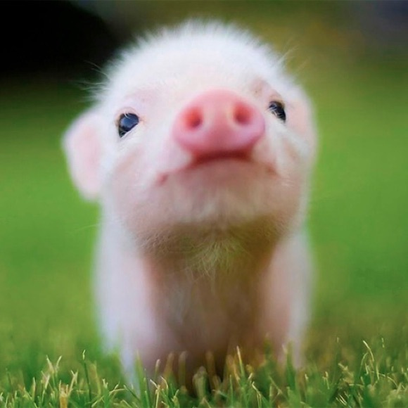 Meet your Posher, Katiepegasus - Picture 2 of 2